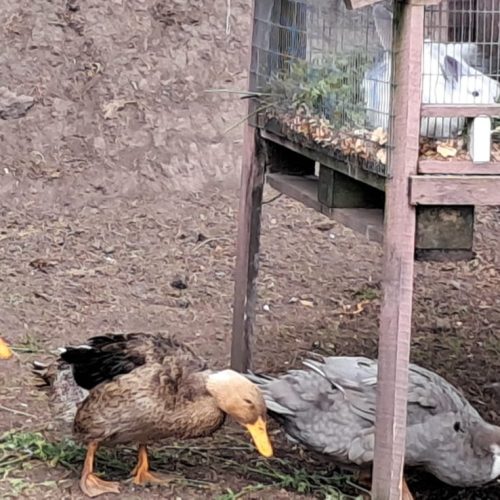 WhatsApp Image 2026-03-30 at 9.25.11 AM (6)